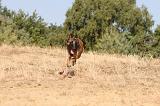 MALINOIS 128